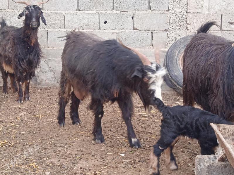 owlakly geçi - Balkanabat - img 3