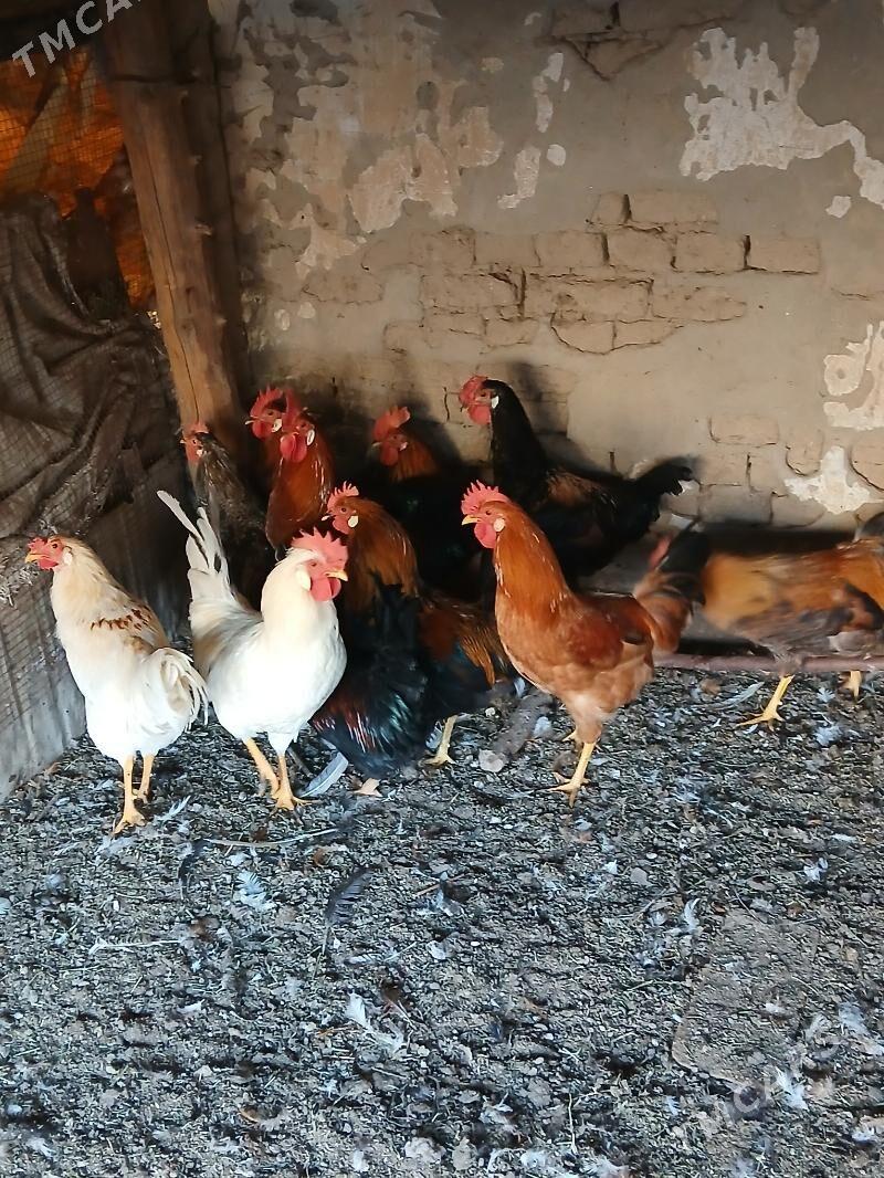 Horaz - Мары - img 2