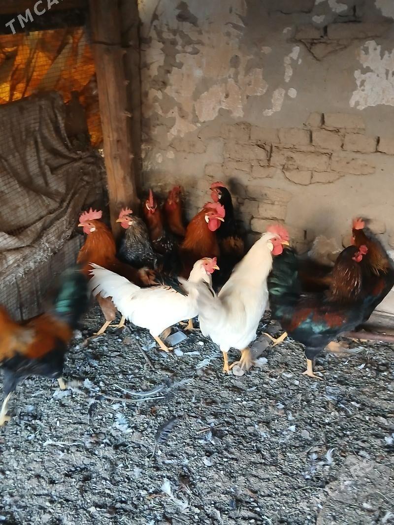 Horaz - Мары - img 3