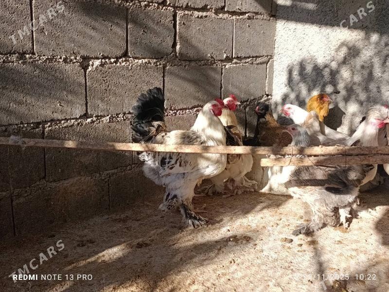 horaz - Ak bugdaý etraby - img 2