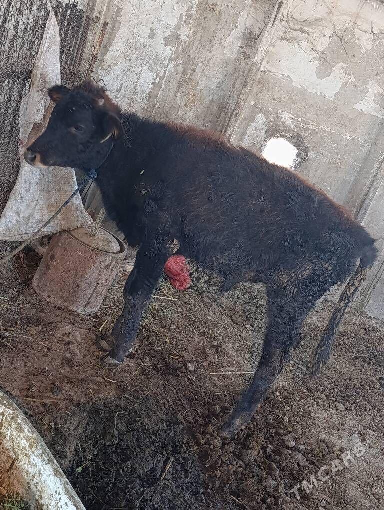 oküzçe - Ýaşlyk - img 2