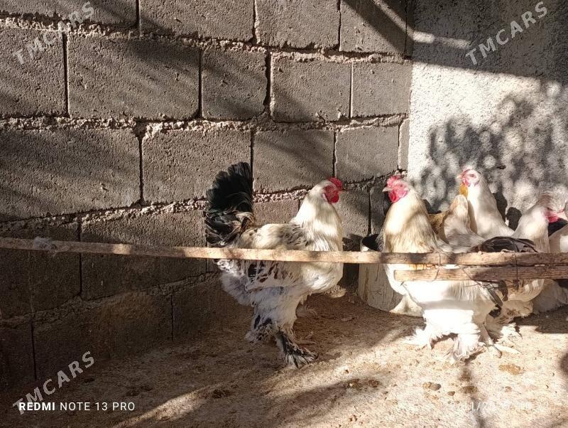 horaz - Ak bugdaý etraby - img 3