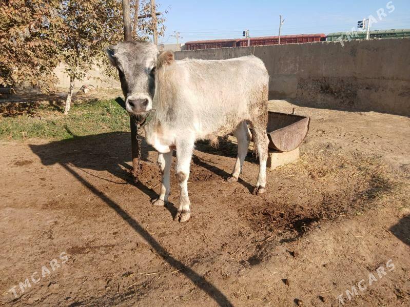 tohum siwes öküzler - Бахарден - img 4