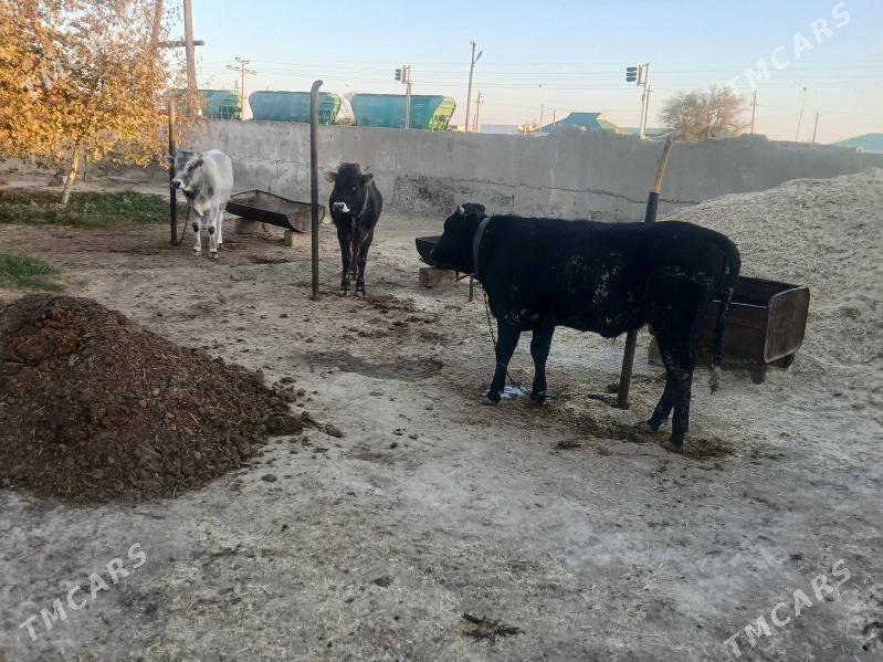 tohum siwes öküzler - Бахарден - img 1