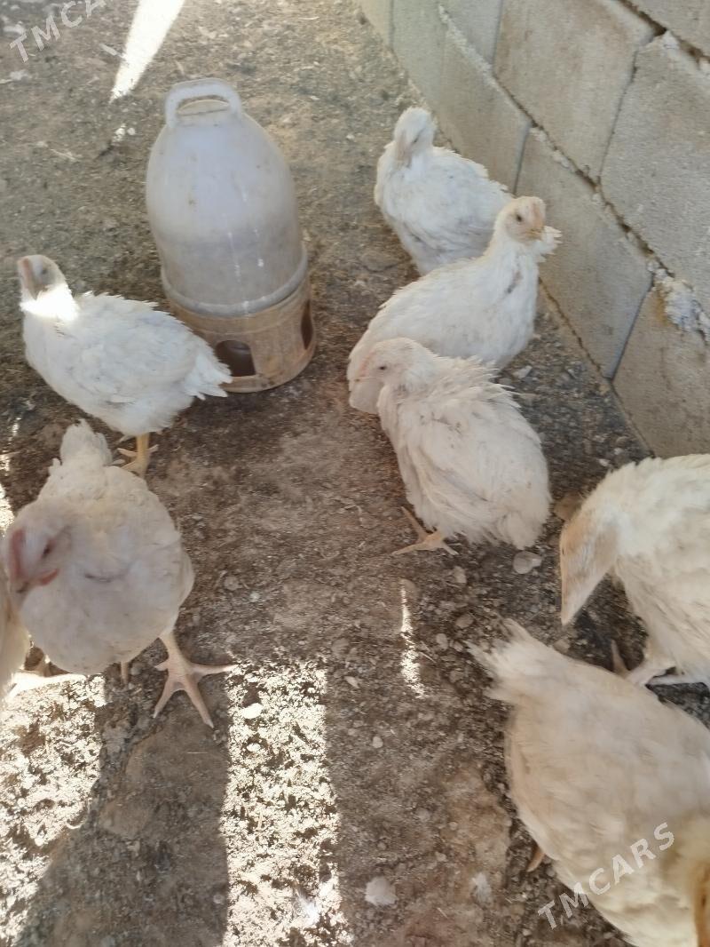 Broy juje - Гуртли - img 4