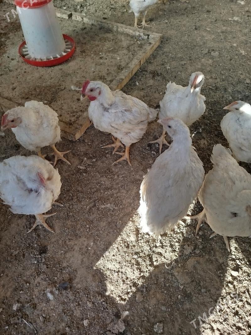 Broy juje - Гуртли - img 3