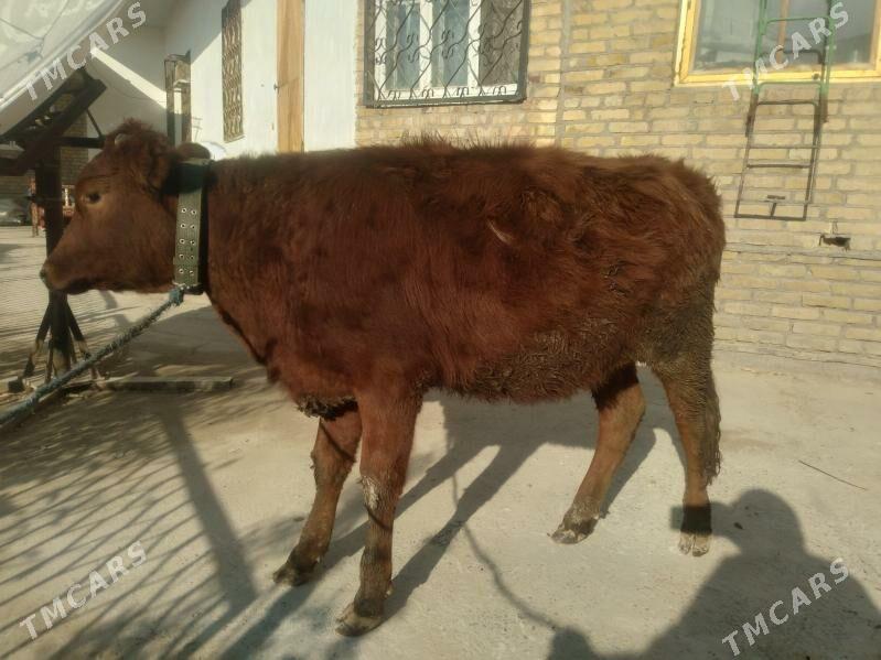 Öküzçe we unajyn - Туркменабат - img 5