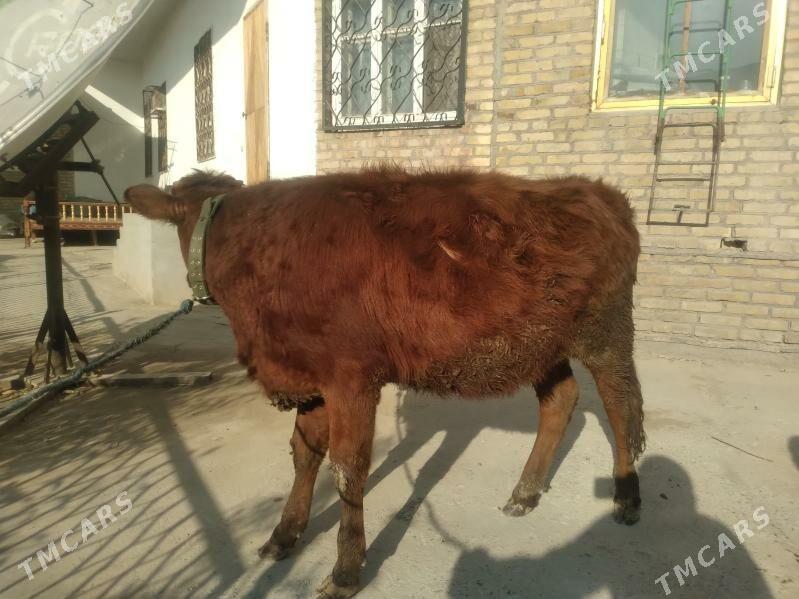 Öküzçe we unajyn - Туркменабат - img 6