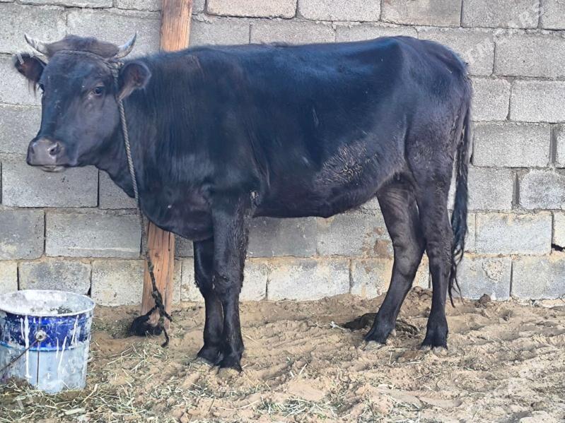 tüwe - Aşgabat - img 2