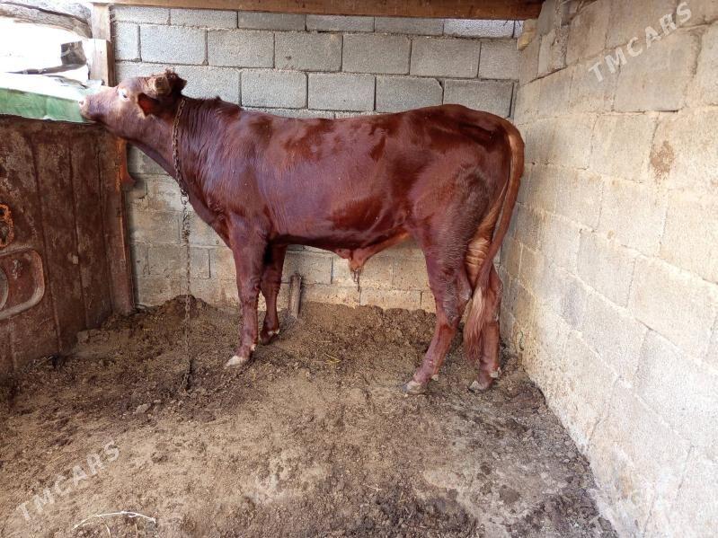 okuz - Бузмеин - img 3