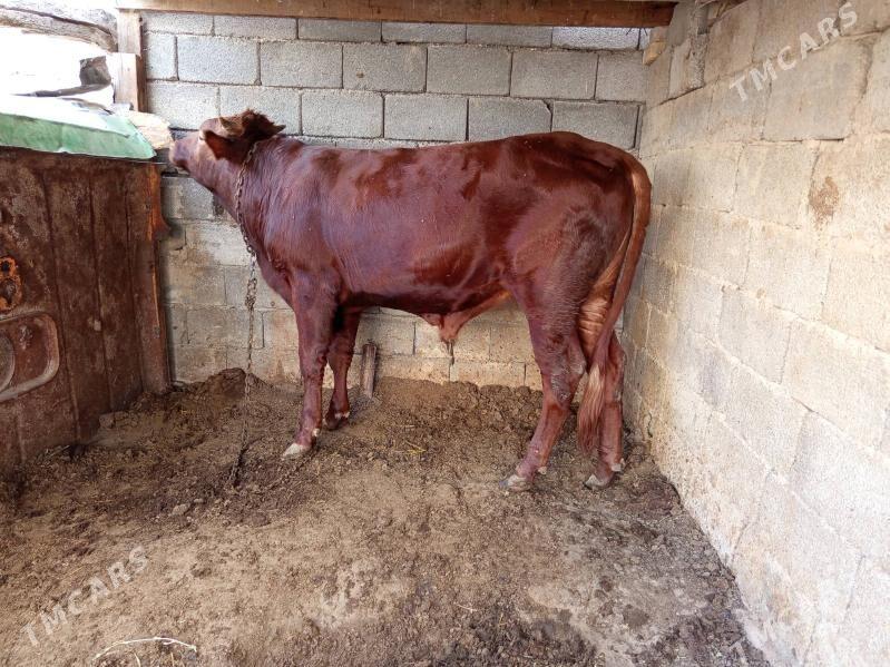 okuz - Бузмеин - img 2