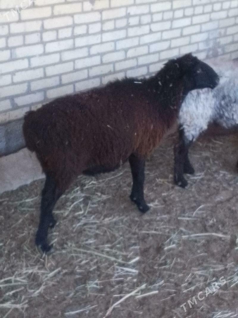 bogaz goyunlar - Sakar - img 3