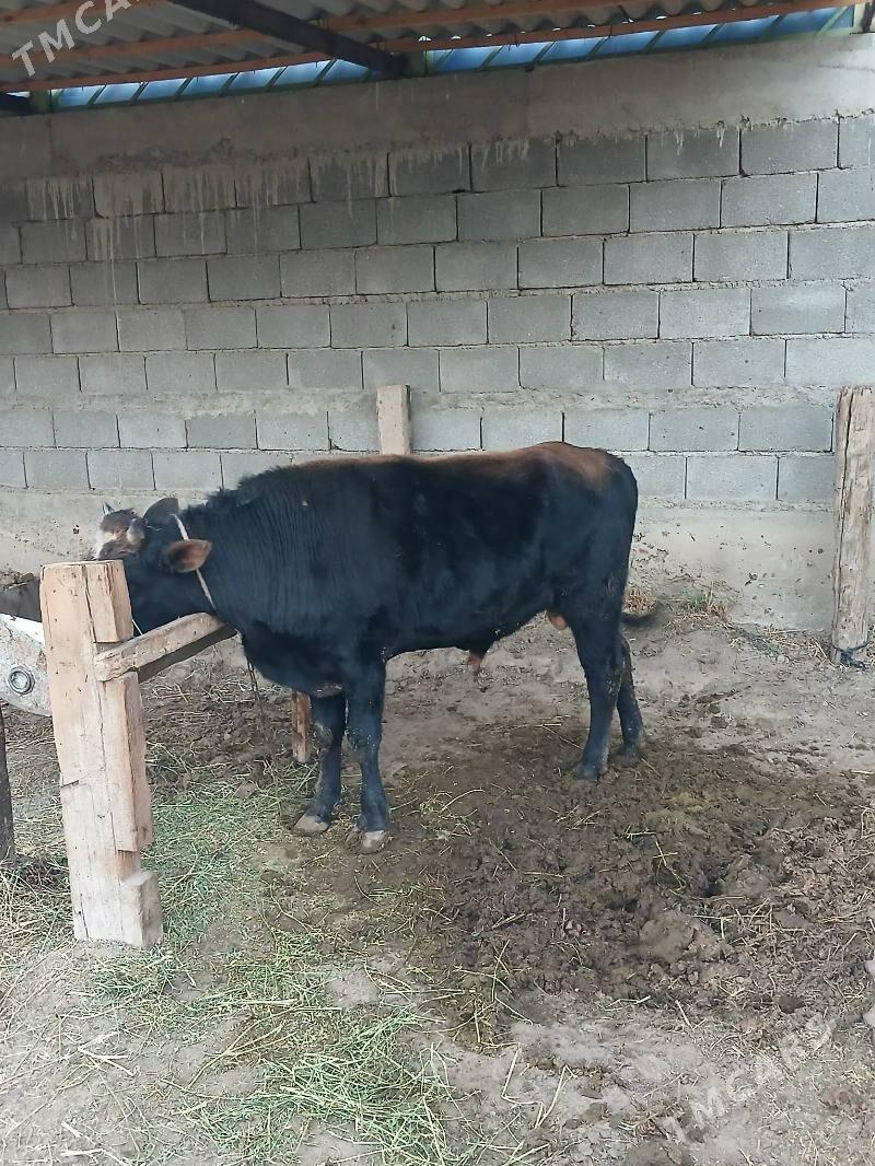 okuz - Gökdepe - img 2