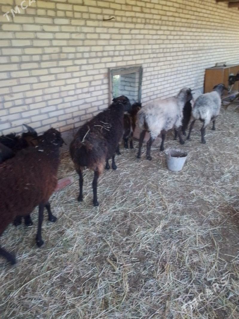 bogaz goyunlar - Sakar - img 10