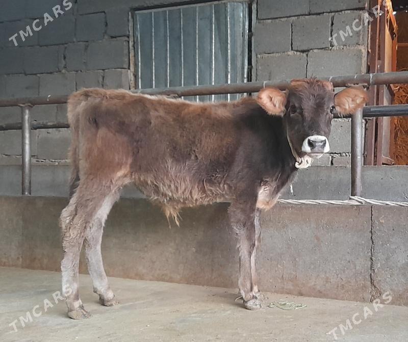 öküz - Büzmeýin - img 4