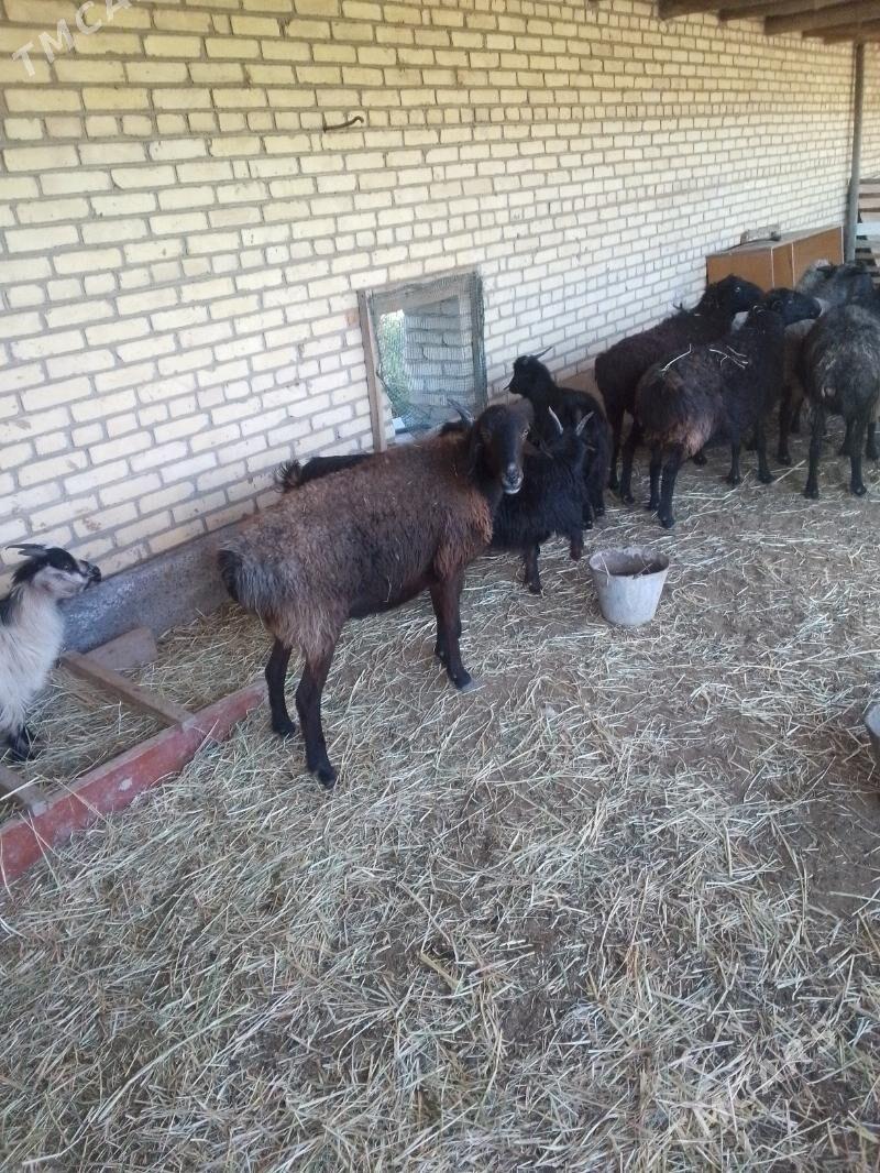 bogaz goyunlar - Sakar - img 7