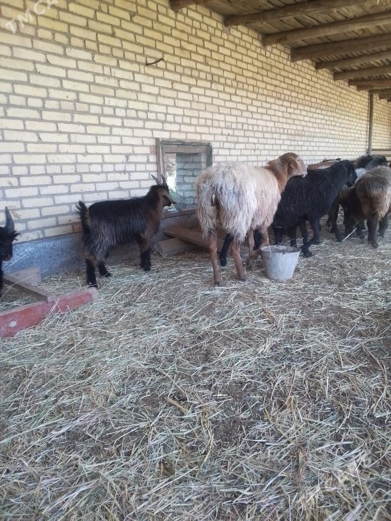 bogaz goyunlar - Sakar - img 9