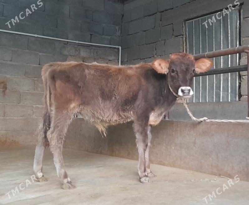 öküz - Büzmeýin - img 5