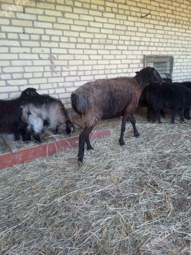 bogaz goyunlar - Sakar - img 8