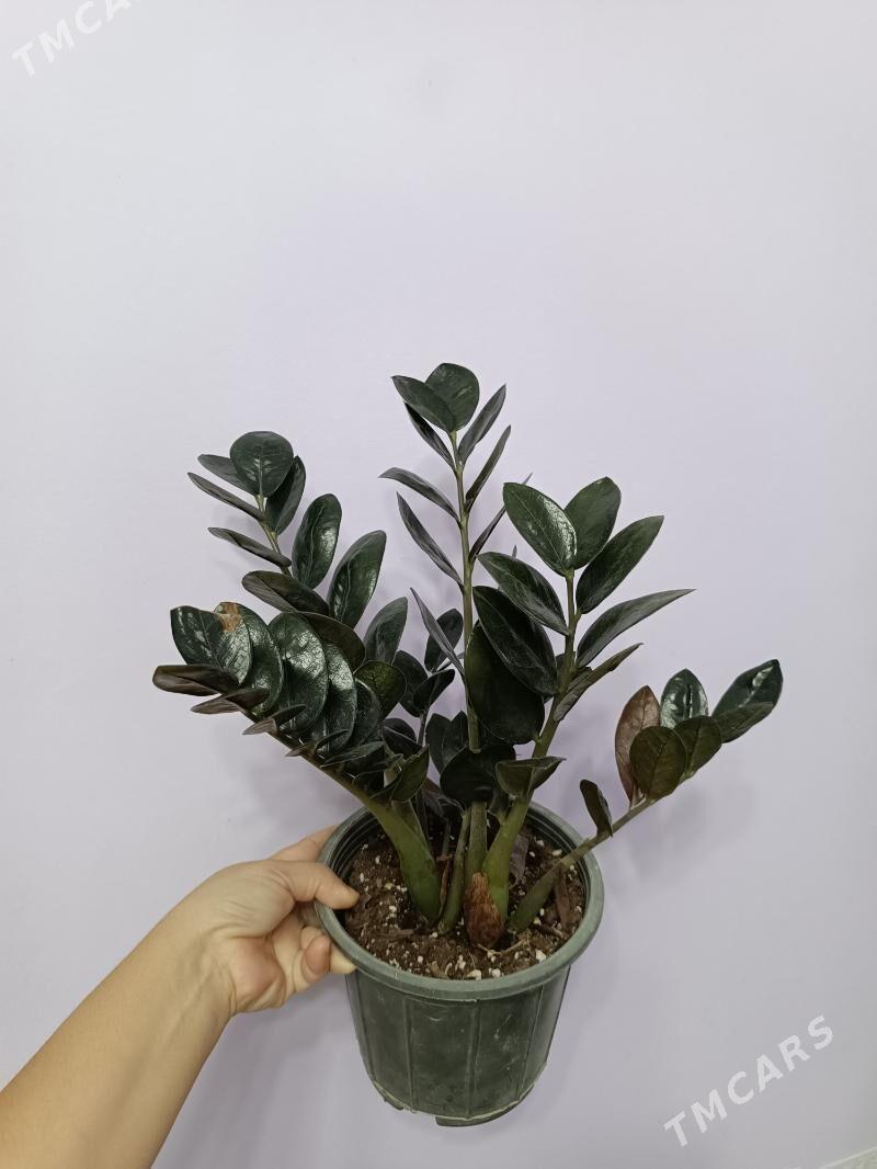 ЗАМИОКУЛЬКАС ЧЁРНЫЙ - Ашхабад - img 2