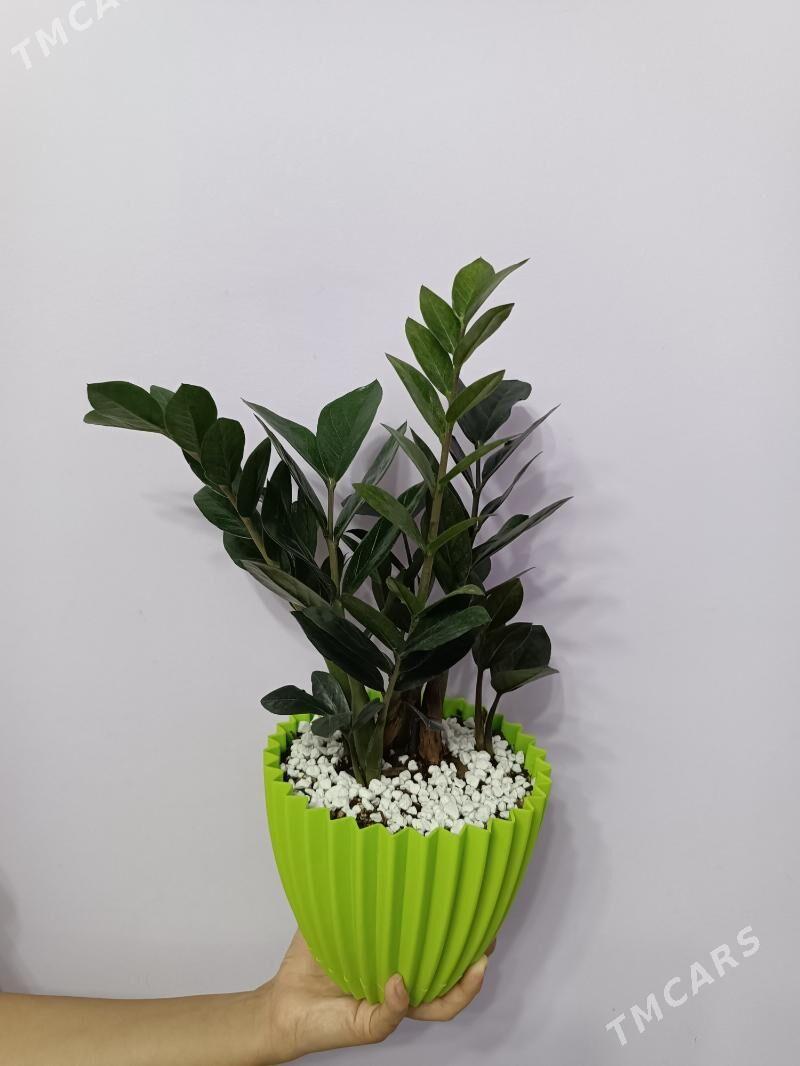 ЗАМИОКУЛЬКАС ЧЁРНЫЙ - Ашхабад - img 1