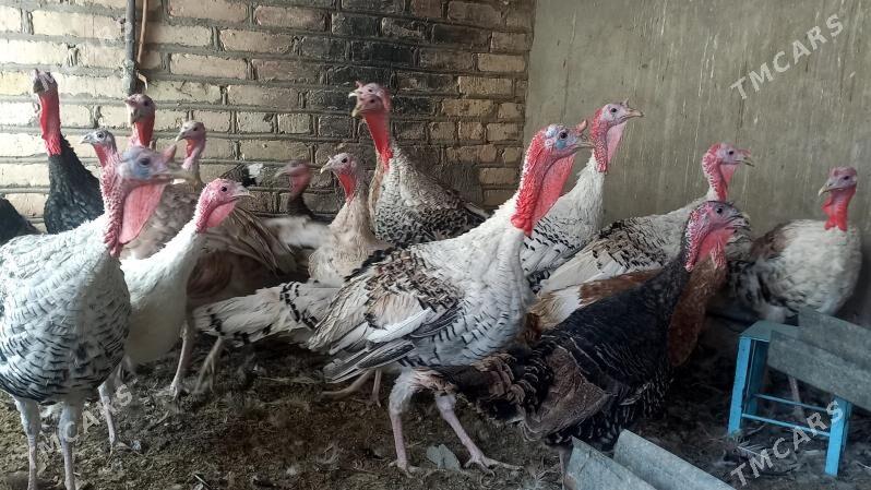 induk erkek - Murgap - img 3