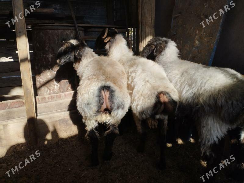 işşek - Änew - img 2