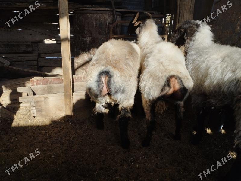 işşek - Änew - img 3