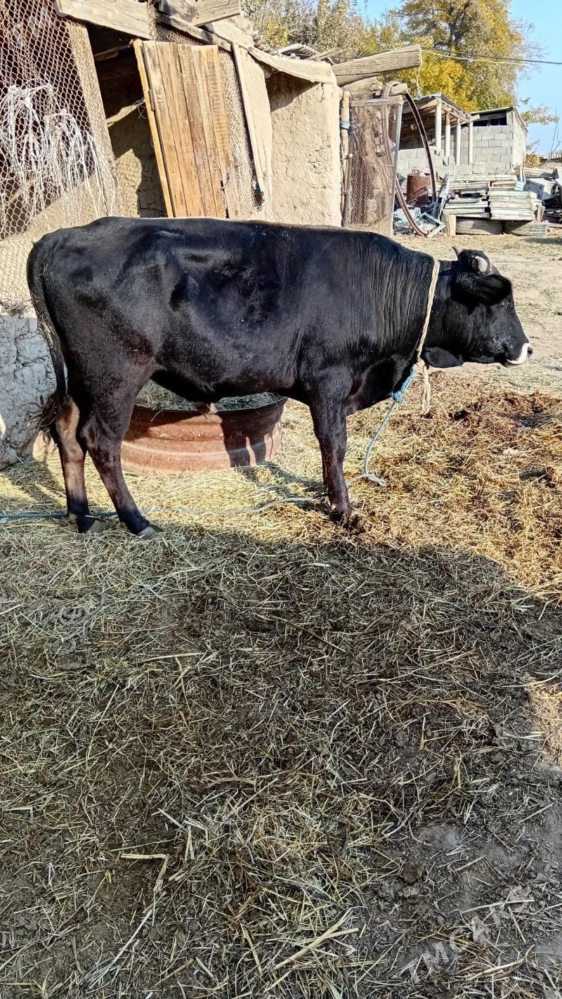 okuz - Кака - img 3