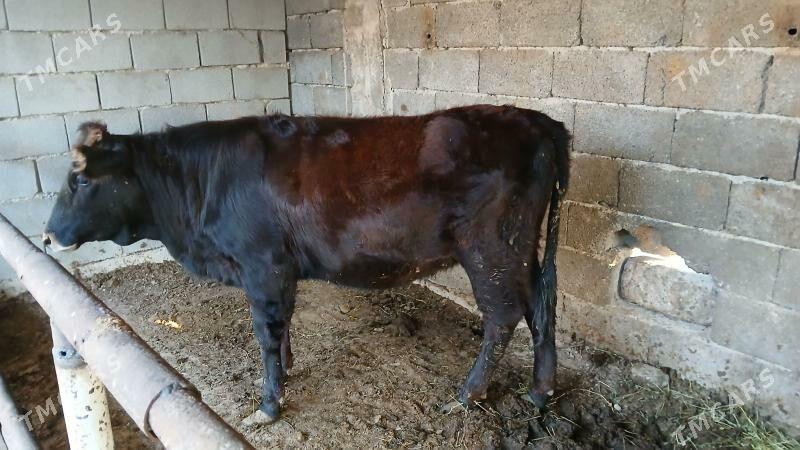 tuwe okuz - Ашхабад - img 3