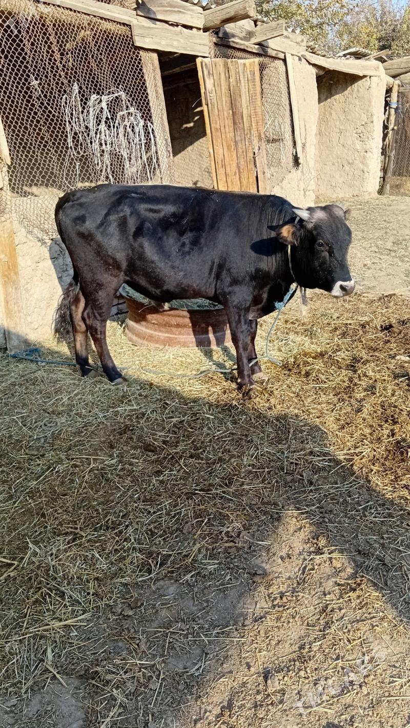 okuz - Кака - img 2