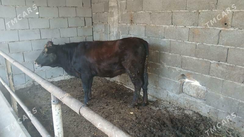 tuwe okuz - Ашхабад - img 2