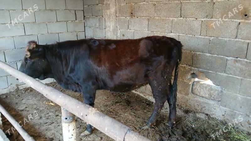 tuwe okuz - Ашхабад - img 4