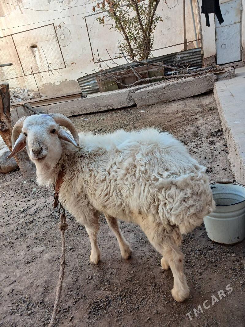 goç - Дашогуз - img 1