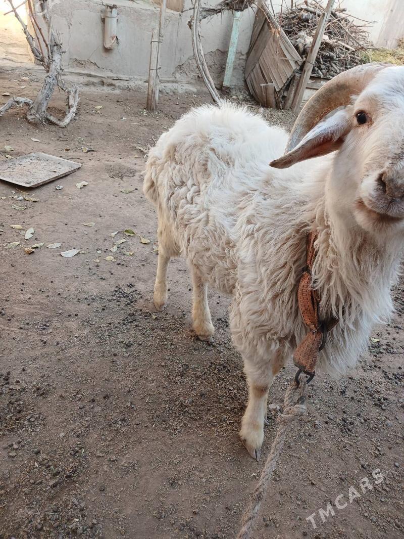 goç - Дашогуз - img 2