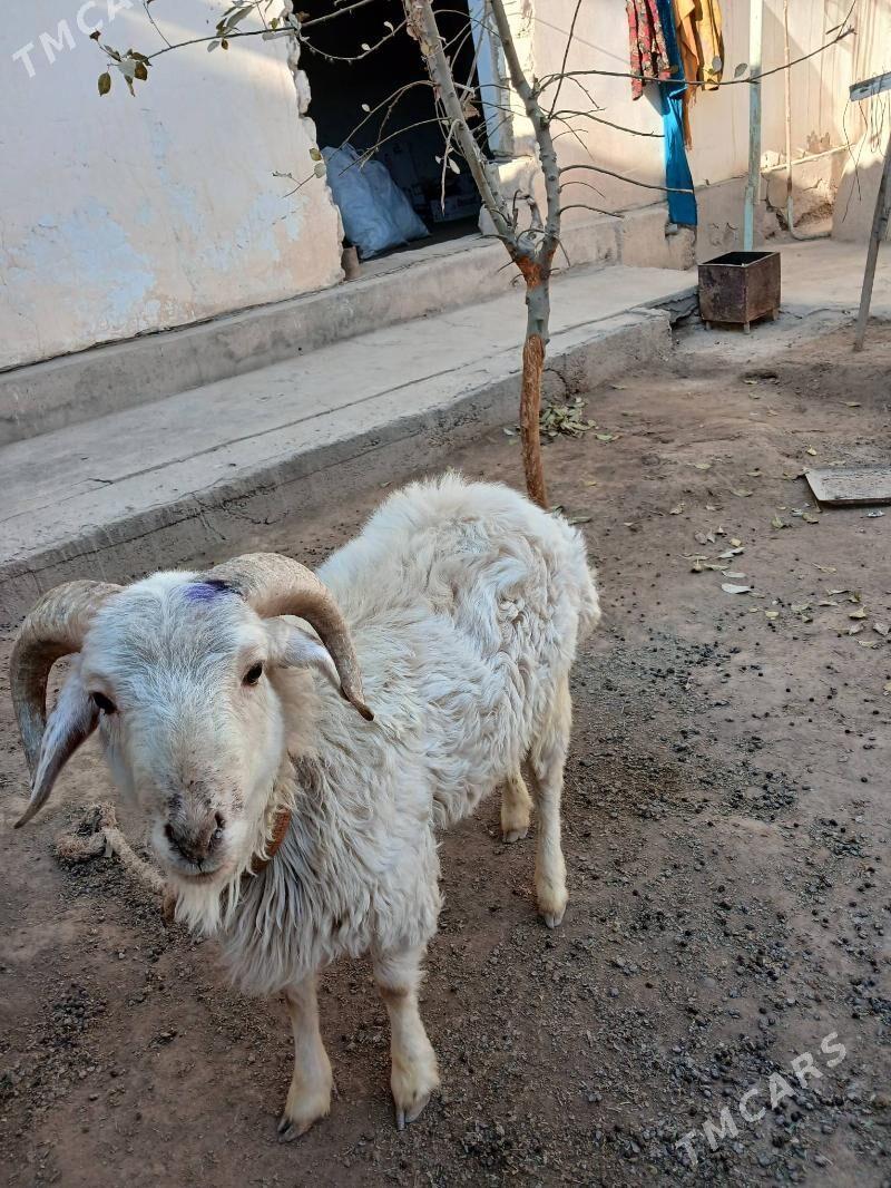 goç - Дашогуз - img 4