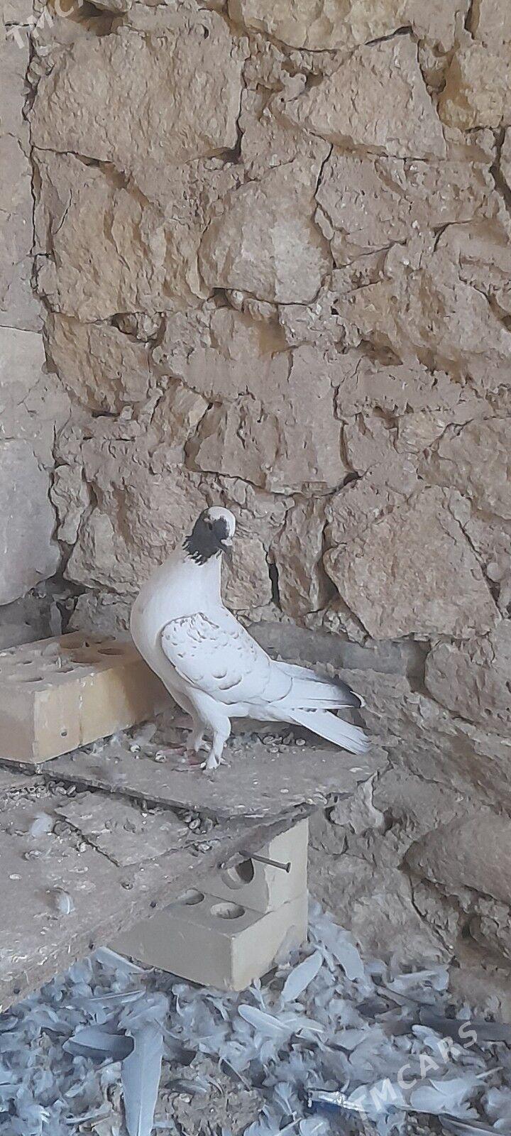 kepderi - Гызыларбат - img 2