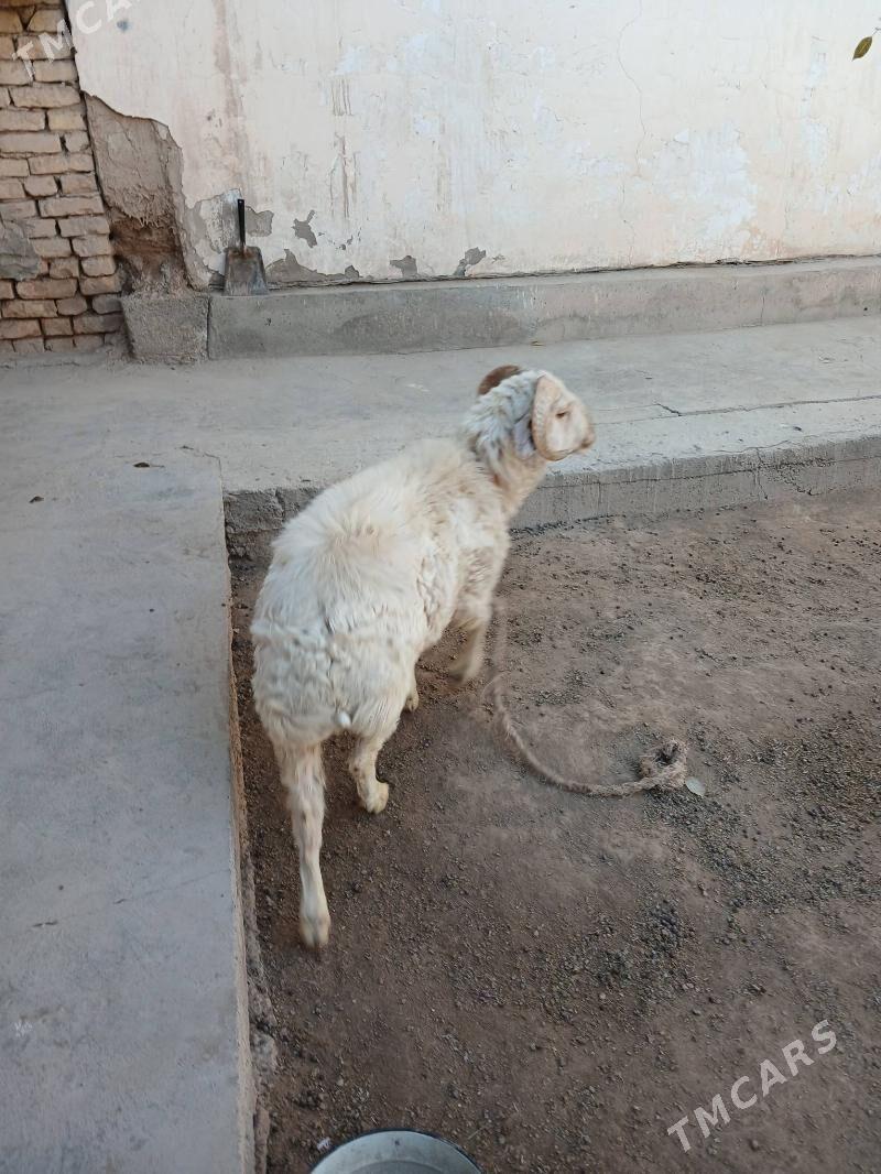 goç - Дашогуз - img 3