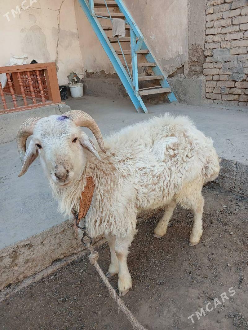 goç - Дашогуз - img 5