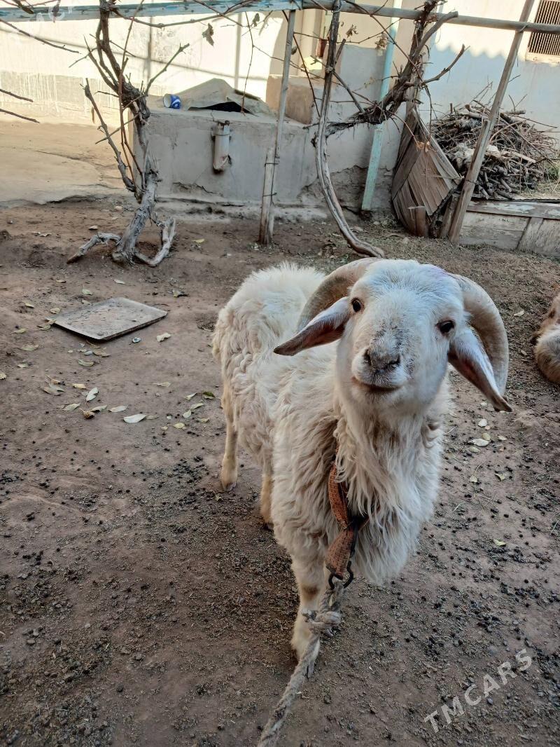 goç - Дашогуз - img 6