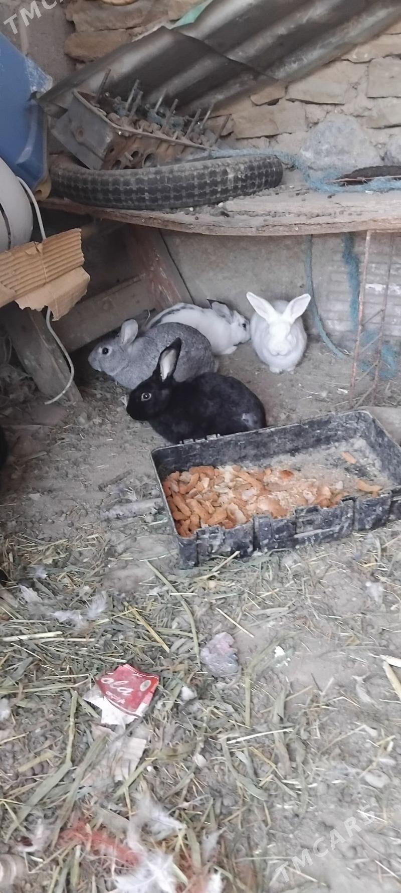 towsan - Gyzylarbat - img 3