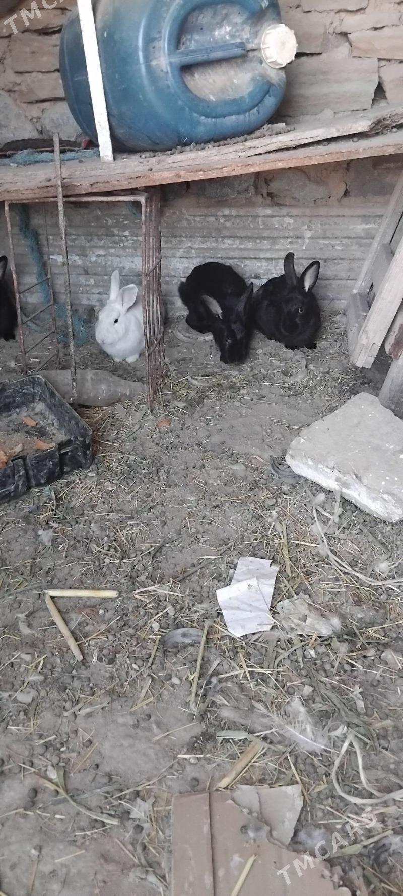 towsan - Gyzylarbat - img 2