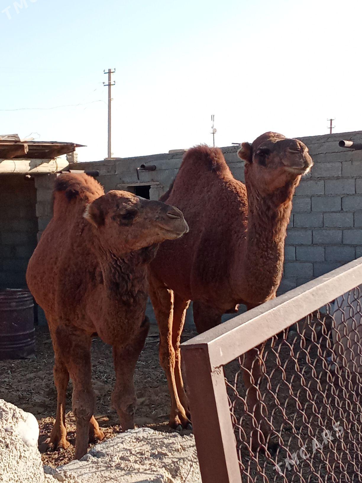 Urbalik Un erkek onsun ustunde - Балканабат - img 1