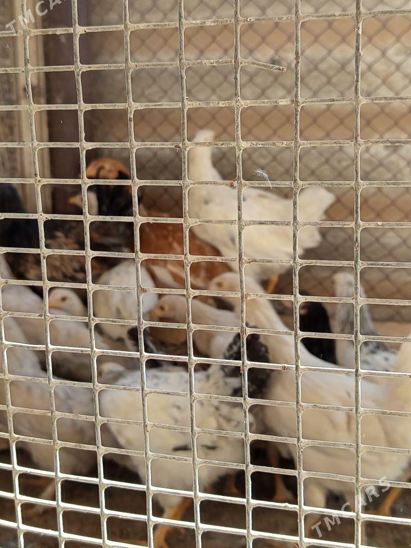 towuk - Mary - img 2