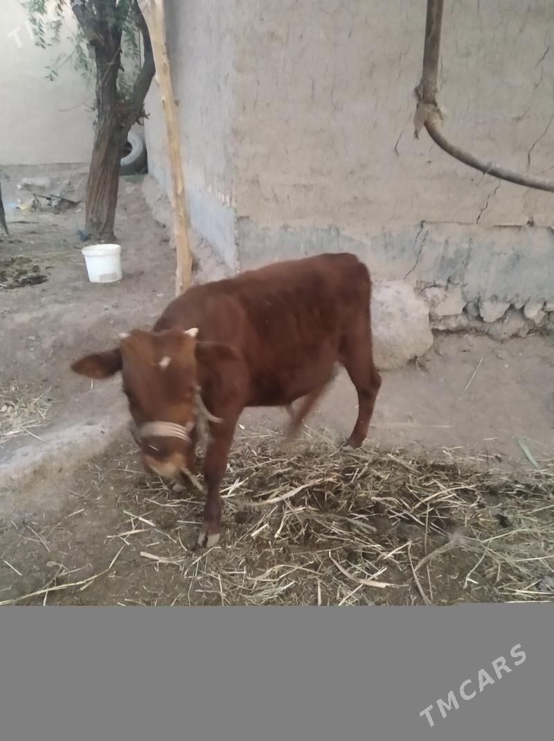 okiz gacar - Daşoguz - img 5