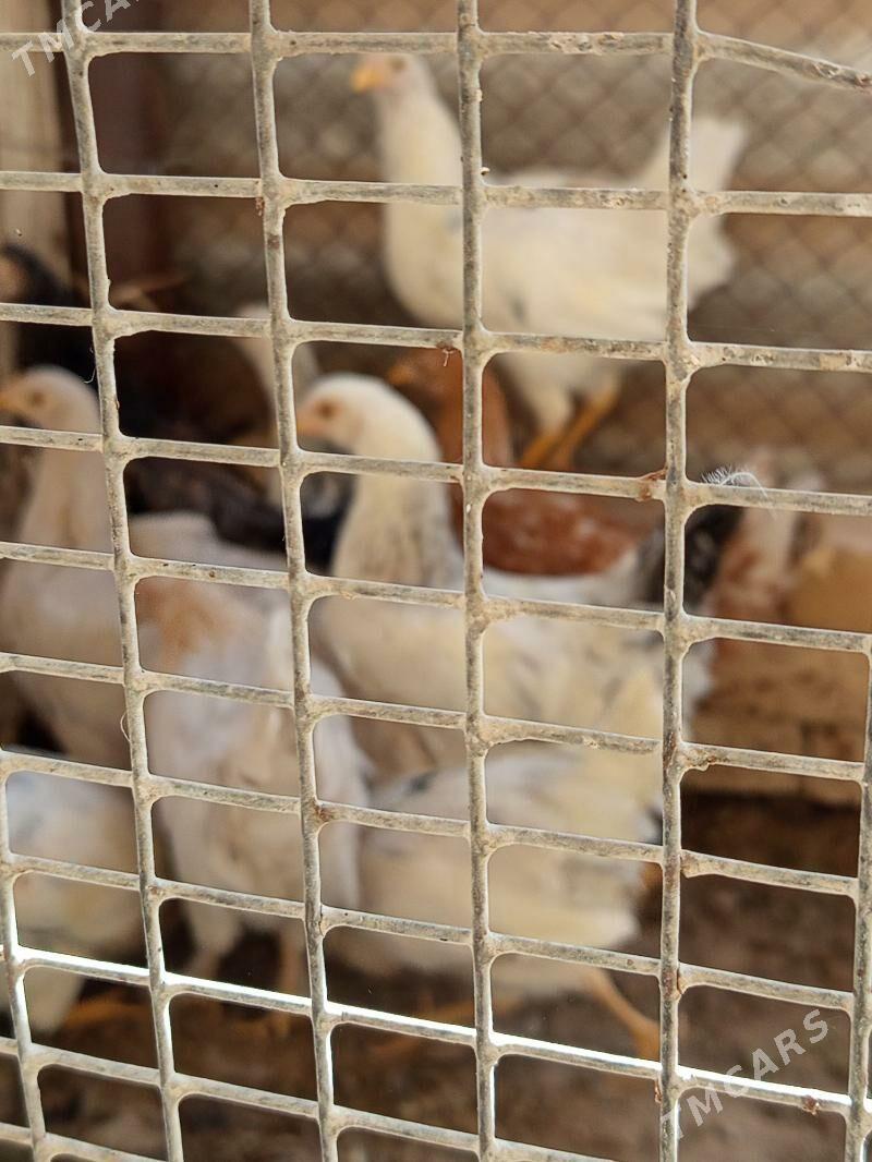 towuk - Mary - img 3