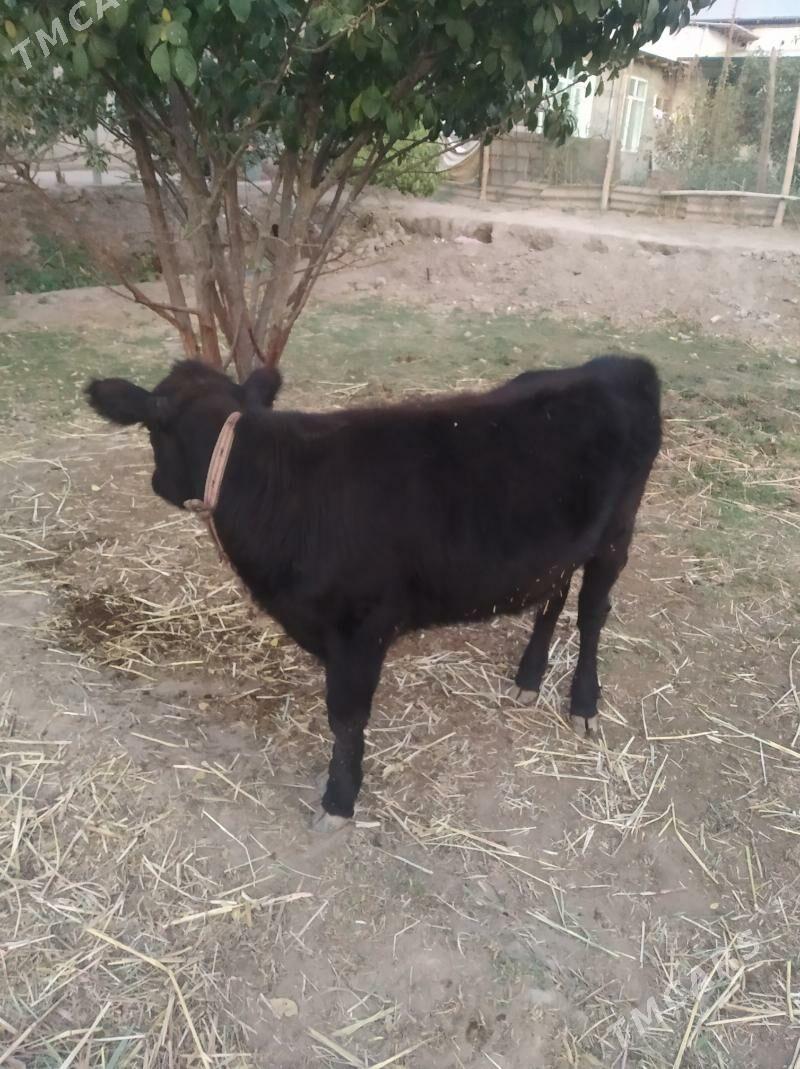 okiz gacar - Daşoguz - img 3