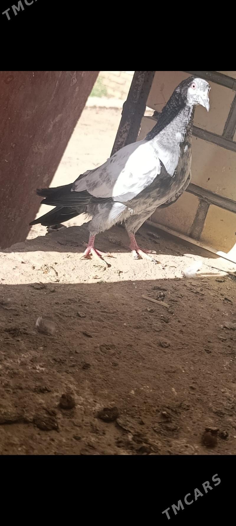 kepderi - Мары - img 3