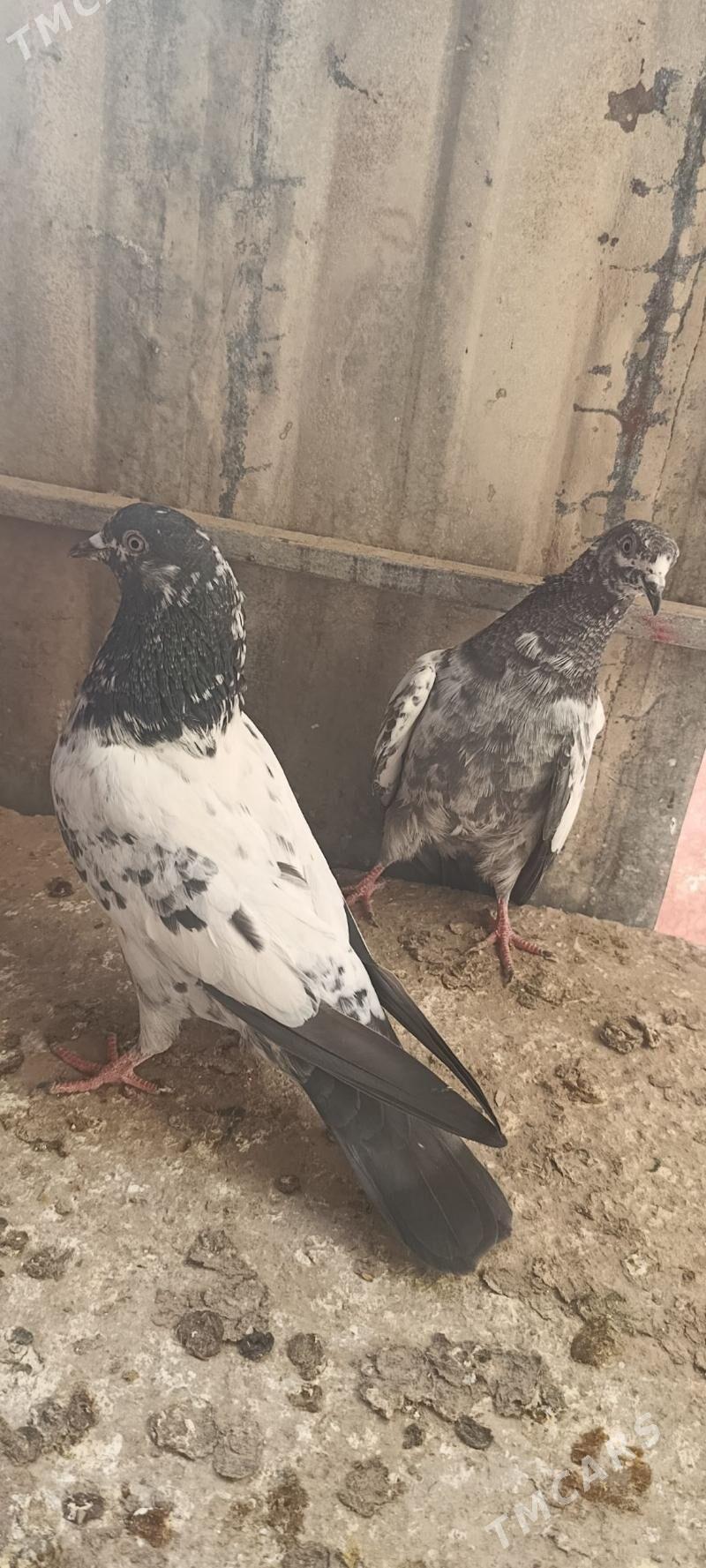 kepderi - Мары - img 4