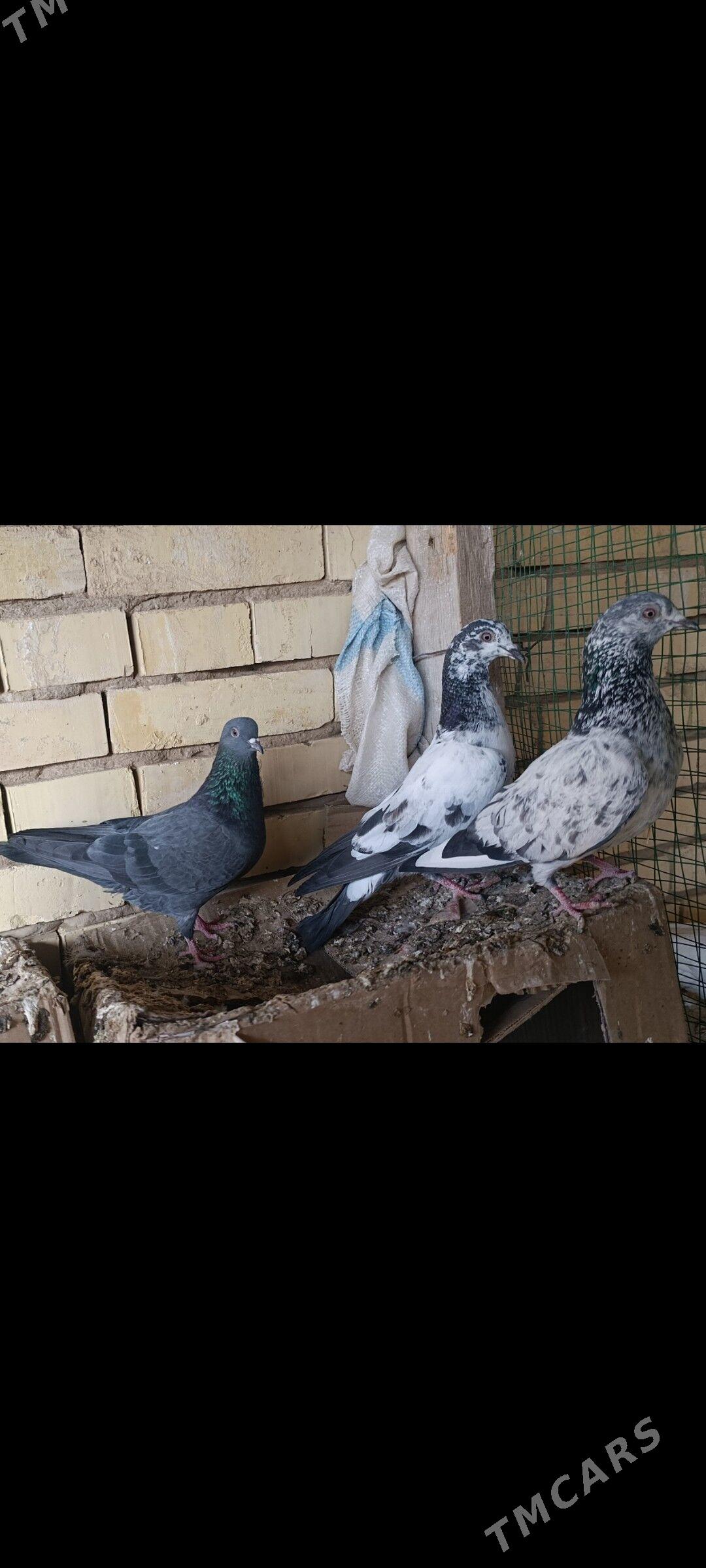 kepderi - Мургап - img 2